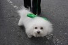 Thumbs/tn_St-Patricks Day 2014--97.jpg